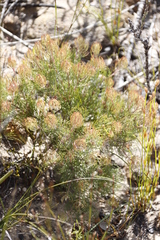 Serruria inconspicua