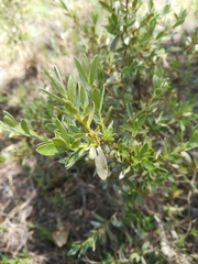 Diospyros lycioides nitens