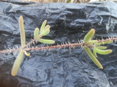Drosanthemum calycinum