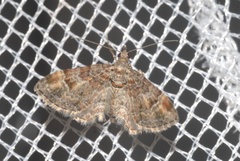 Gymnoscelis rufifasciata