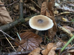 Rhodocollybia butyracea