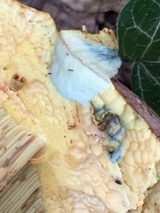 Butyriboletus pseudoregius