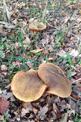 Neoboletus erythropus