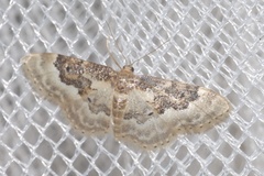 Idaea rusticata