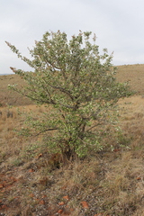 Brachylaena rotundata