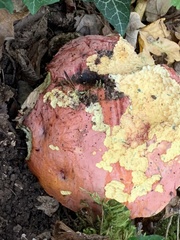 Butyriboletus pseudoregius