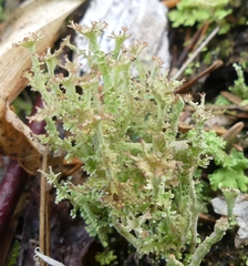 Cladonia gracilis