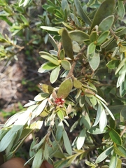 Diospyros lycioides nitens