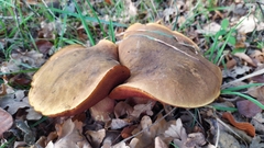 Neoboletus erythropus