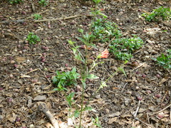 Dicliptera squarrosa