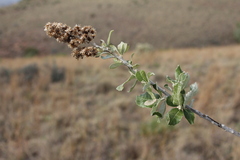 Brachylaena rotundata