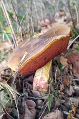Neoboletus erythropus
