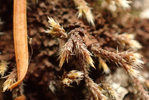 Image of Hedwigia stellata by no rights reserved