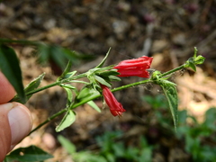 Dicliptera squarrosa
