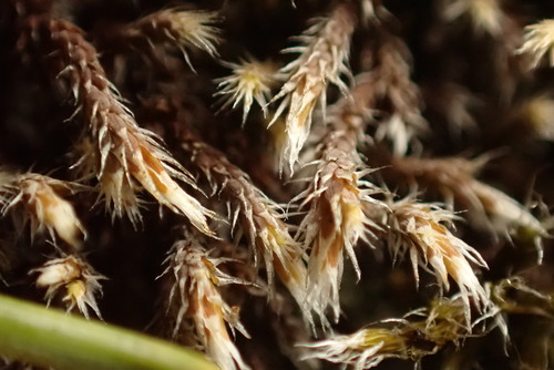 Image of Hedwigia stellata by no rights reserved