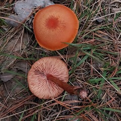 Laccaria proxima