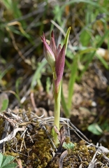 Serapias parviflora