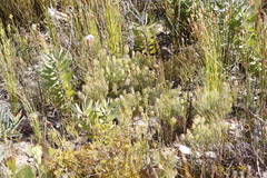 Serruria inconspicua