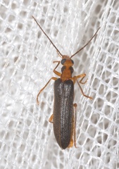 Nacerdes carniolica