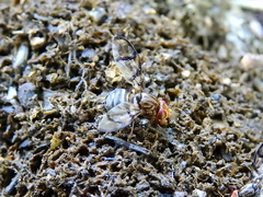 Neomyennis appendiculata