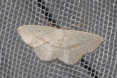Scopula nigropunctata
