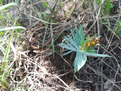 Lasiosiphon capitatus