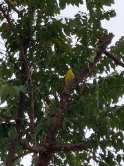 Setophaga petechia aureola