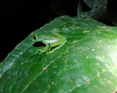 Espadarana prosoblepon