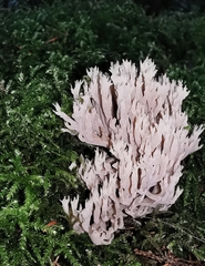 Clavulina coralloides