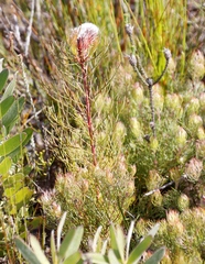 Serruria phylicoides