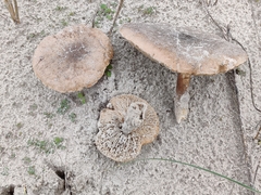 Melanoleuca cinereifolia