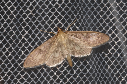 Anania lancealis
