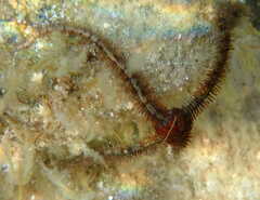 Ophiothrix fragilis