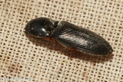 Elateridae