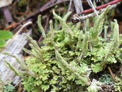 Cladonia ochrochlora