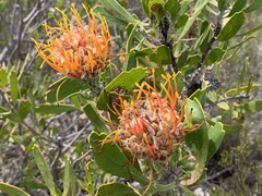 Leucospermum cuneiforme
