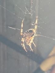 Araneus diadematus