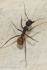 Camponotus cruentatus