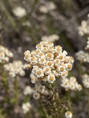 Helichrysum
