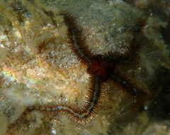 Ophiothrix fragilis