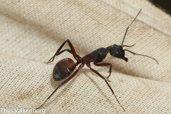 Camponotus cruentatus