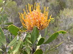 Leucospermum cuneiforme