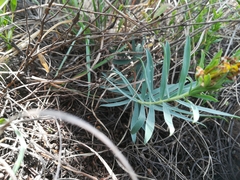 Lasiosiphon capitatus