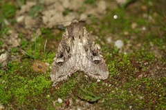 Trigonophora jodea