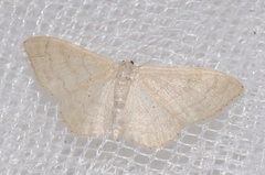 Idaea deversaria
