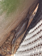 Trachylepis punctatissima
