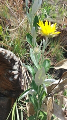 Berkheya nivea