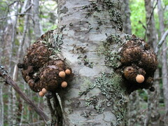 Cyttaria hariotii