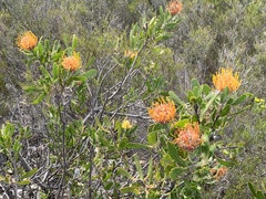 Leucospermum cuneiforme