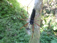 Nephila kuhli
